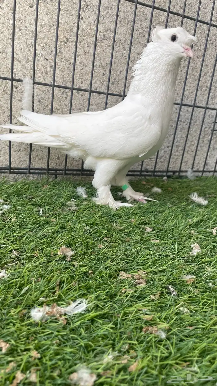 هزازي و أناثي أتراك . 7