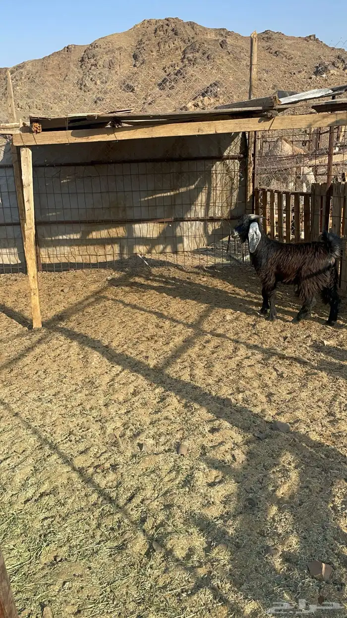 جفره عارضيه طيبه بالحيل(تم البيع) 6