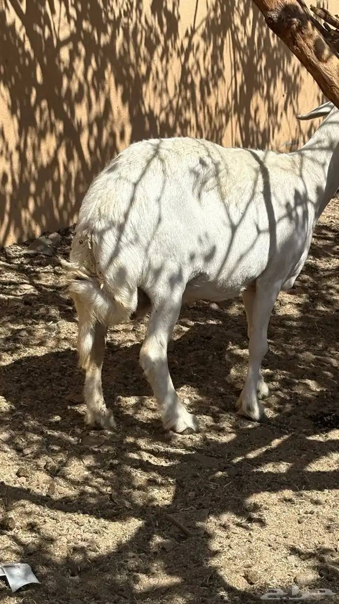 شاه حايل شرط سنها جامع سمين ذبيحه الحد 1000 2