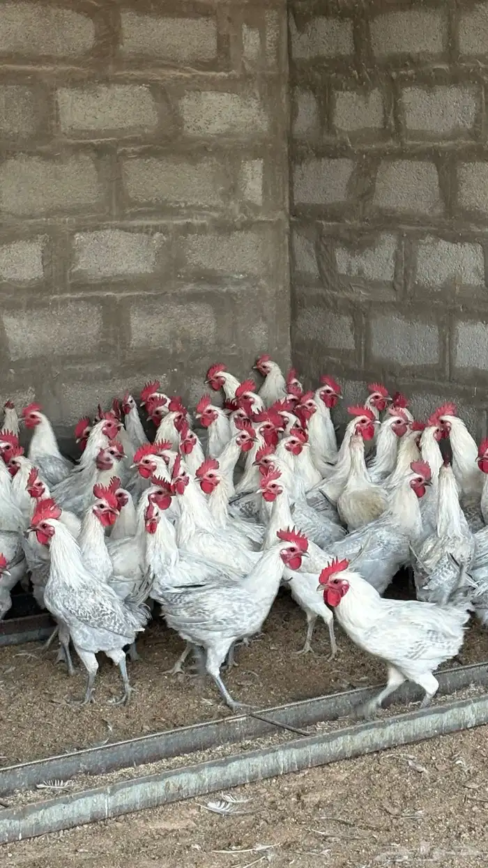 ديوك فيومي المنيوم 140 ديك 5