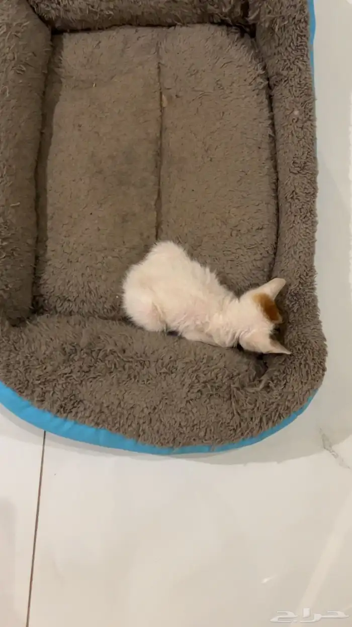 قطه كتن منقذه للتبني 5