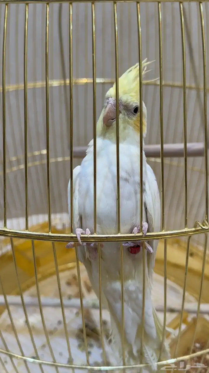 كروان للبيع 1