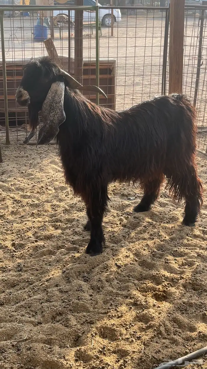 فحل عارضي رباع 3