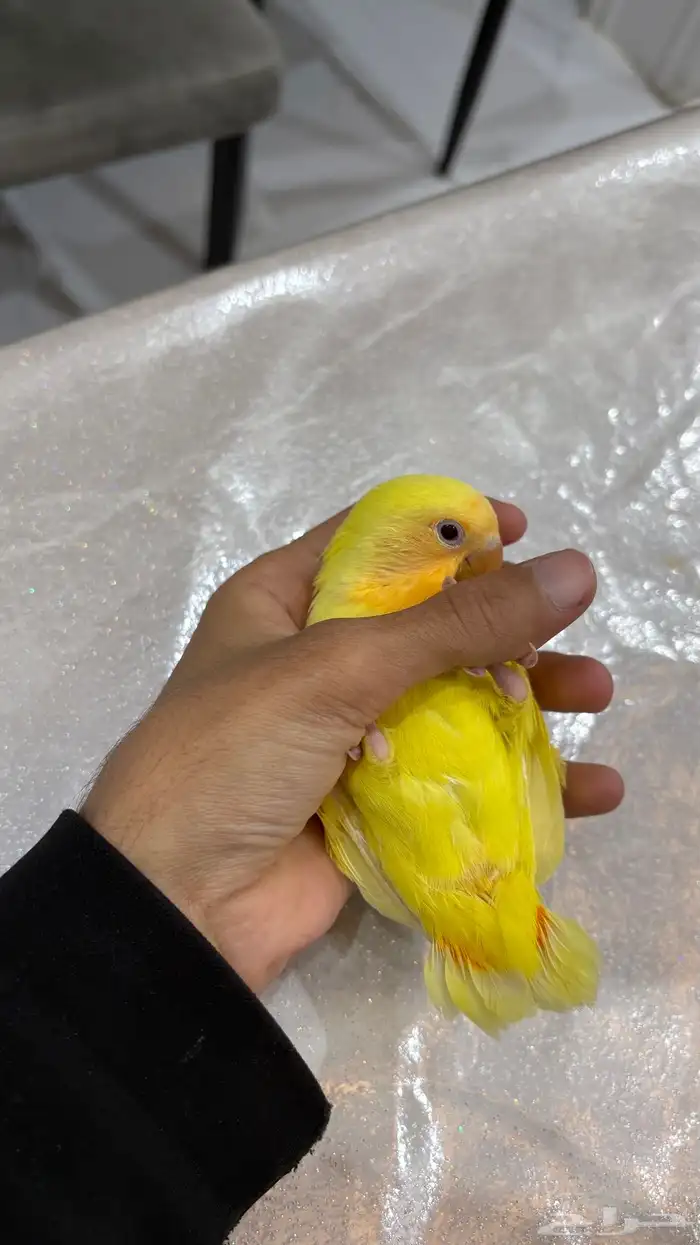 روز اليف جدا جدا 5