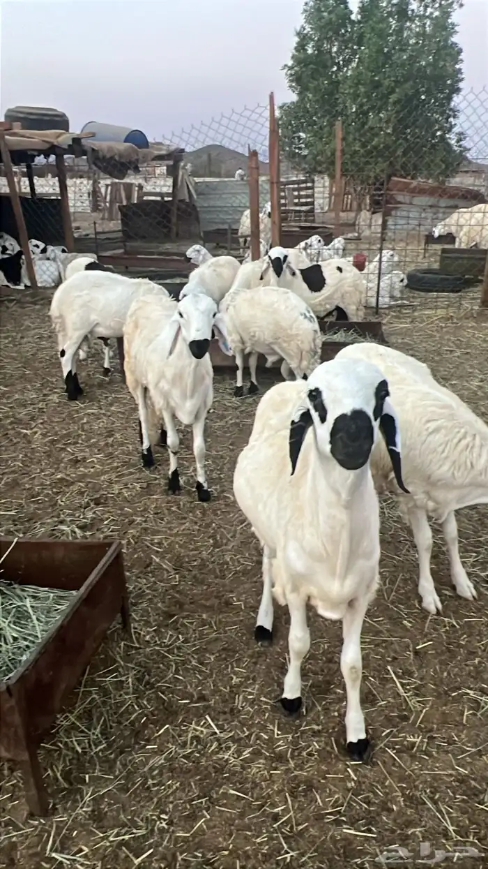 طليان سواكن للبيع 6