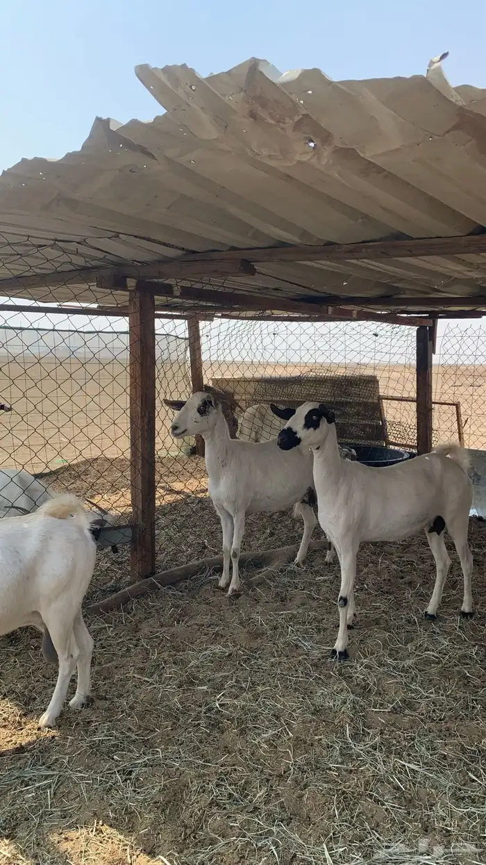 معزا بيشيات مراح واحد دفيع و ولد 3