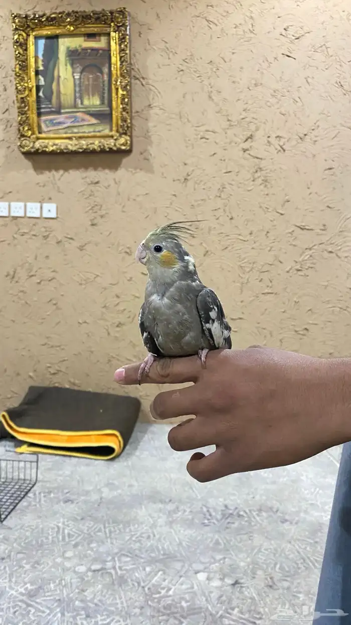 طير كروان أليف 0