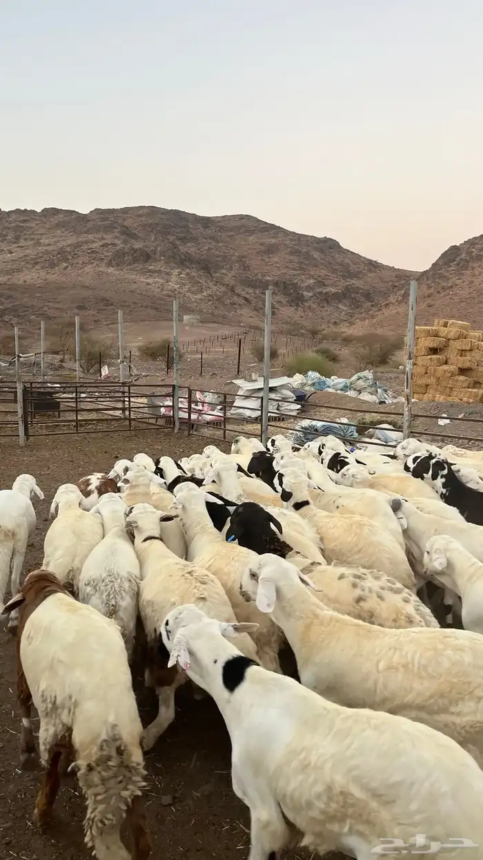 طليان سواكن شبيه الحرب مرابى جادعان مرابى 28