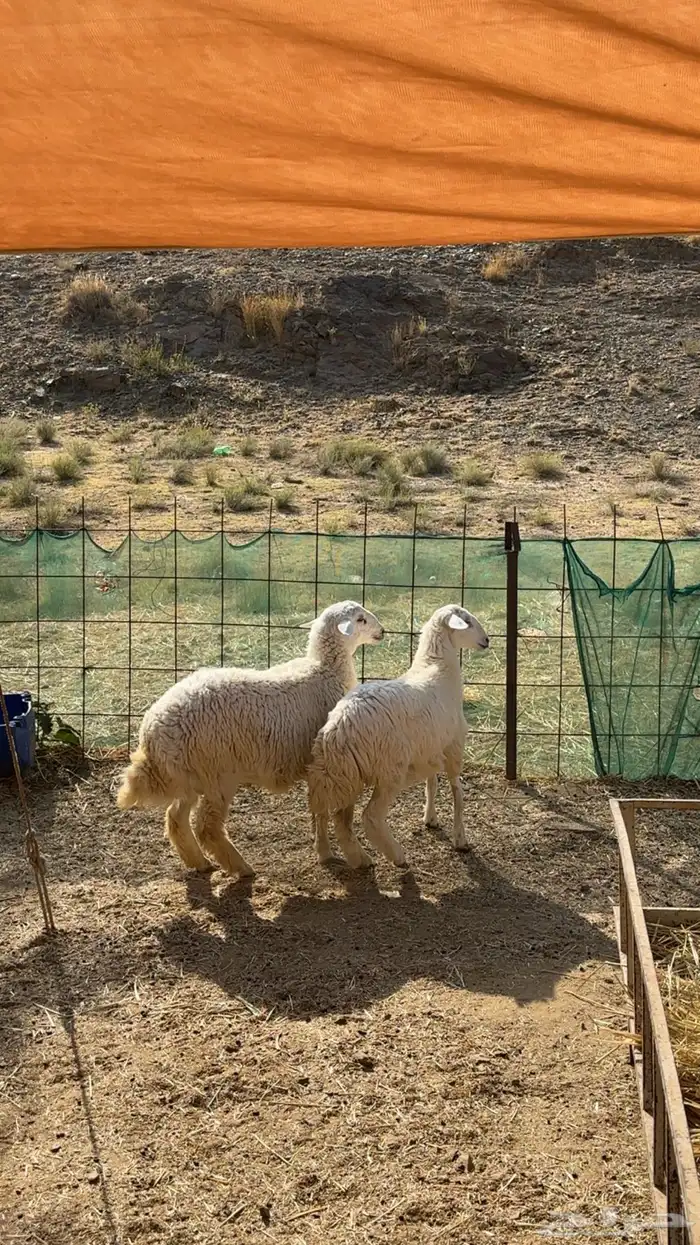 طلي ورخله حريات اعمارها 6 شهور 4