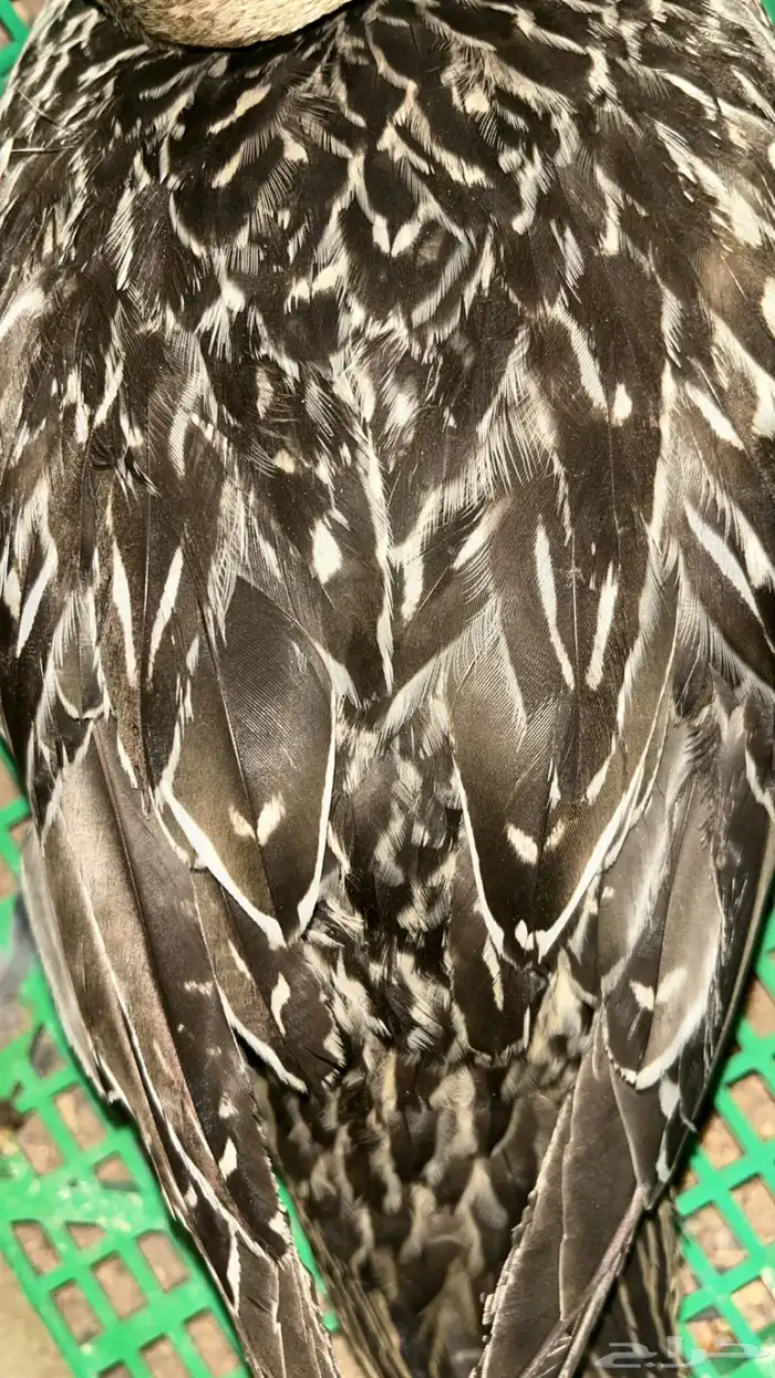 قمري هولندي خرش وبط بلبول 0