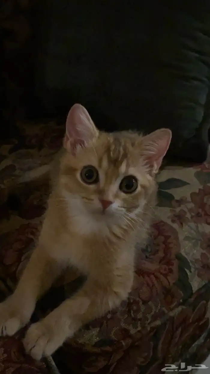 قط سكوتش ذكر ضائع بالقادسيه 2 حي الراجحي 0