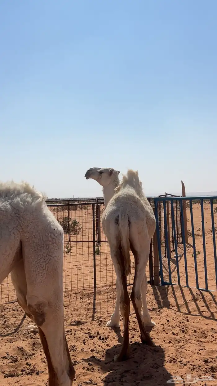 للبيع بكرتين حقايق طيبات 2