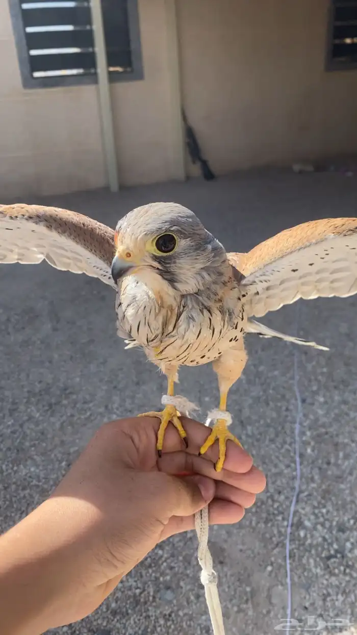 الي يخبر لي باز او باشق 0