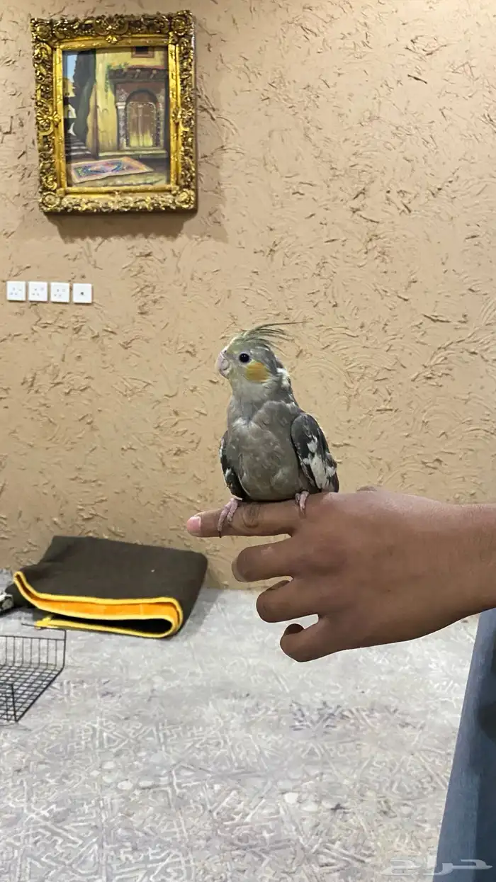 طير كروان أليف 5