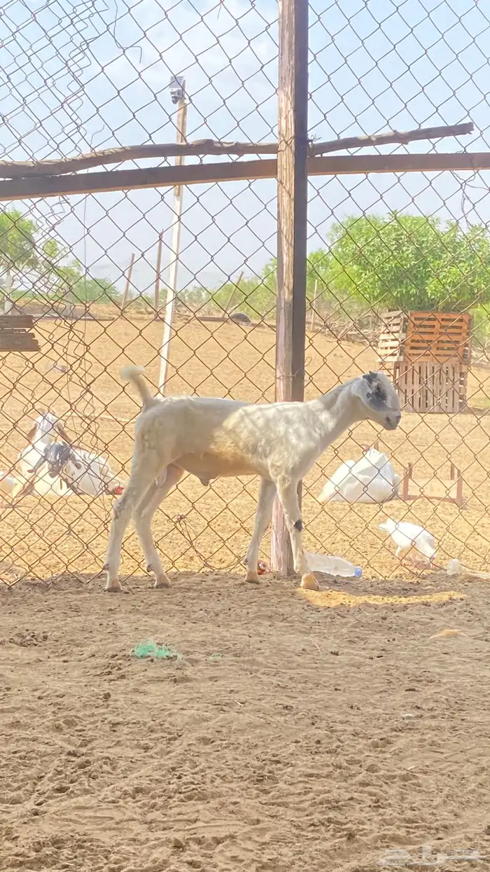 اثنين تيوس مشاريع 19