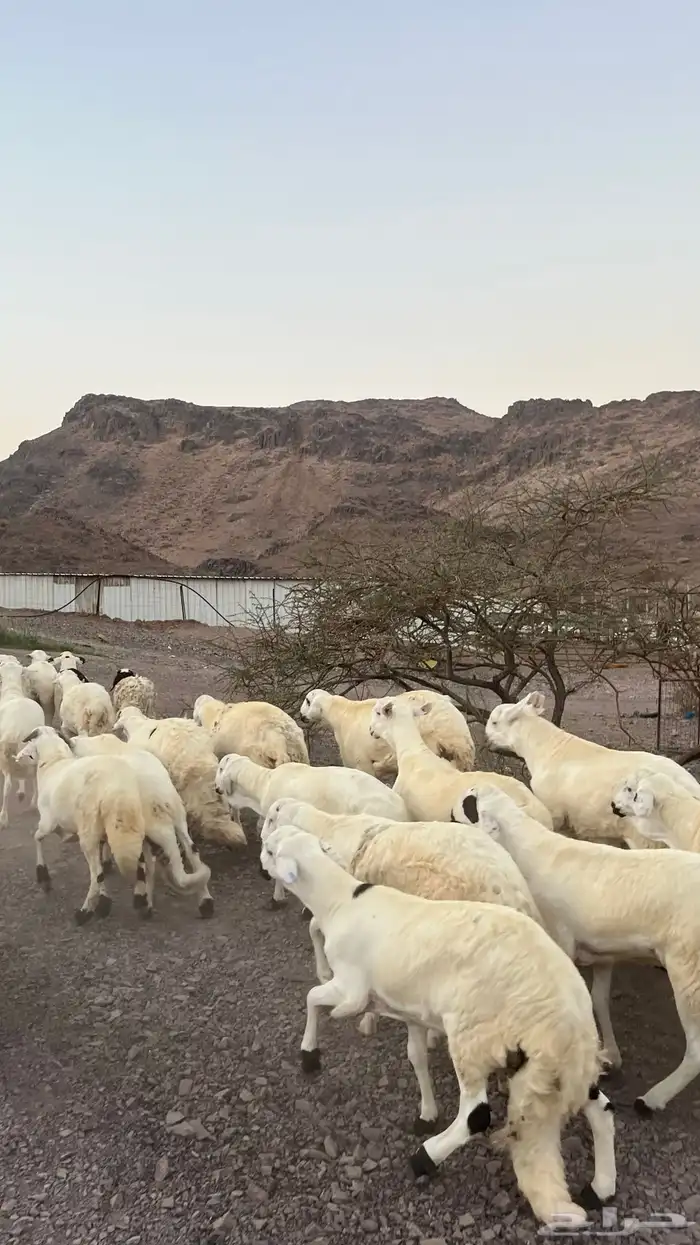 طليان سواكن شبيه الحرب مرابى جادعان مرابى 15