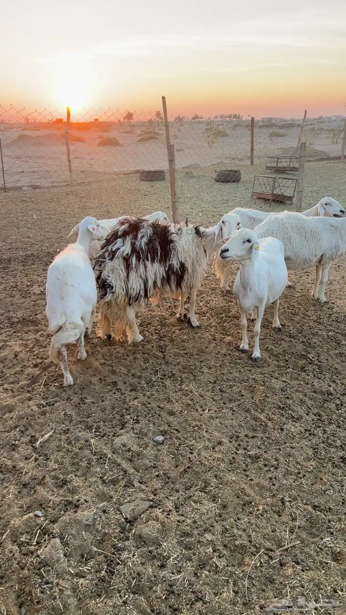 غنم متابيع 0