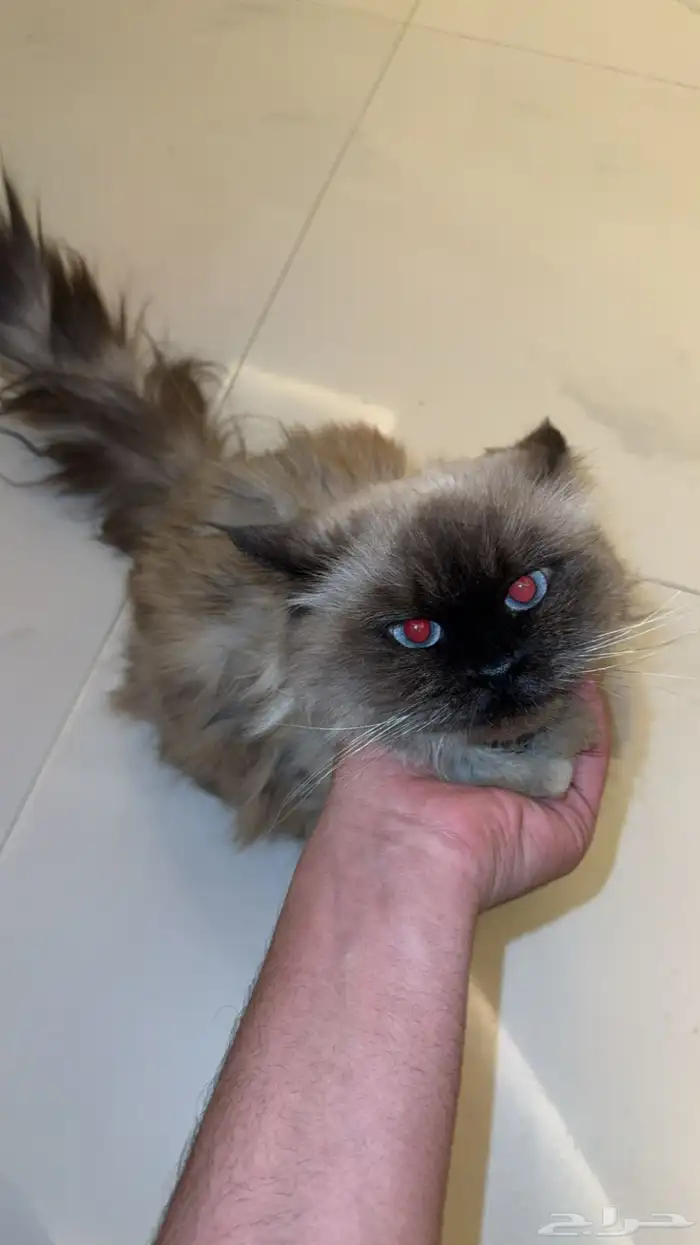 لتبني لقيته ف الشارع 0