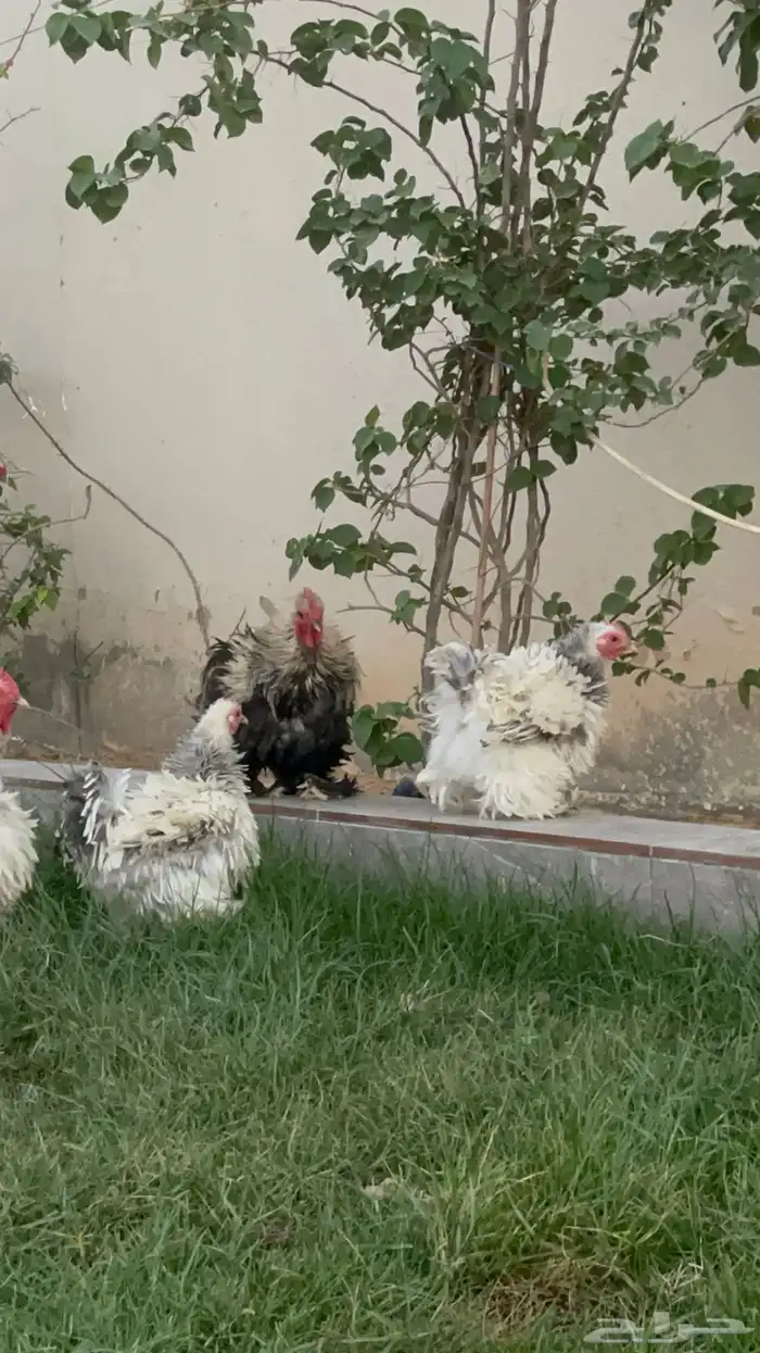 اطقم دجاج كوشن 0