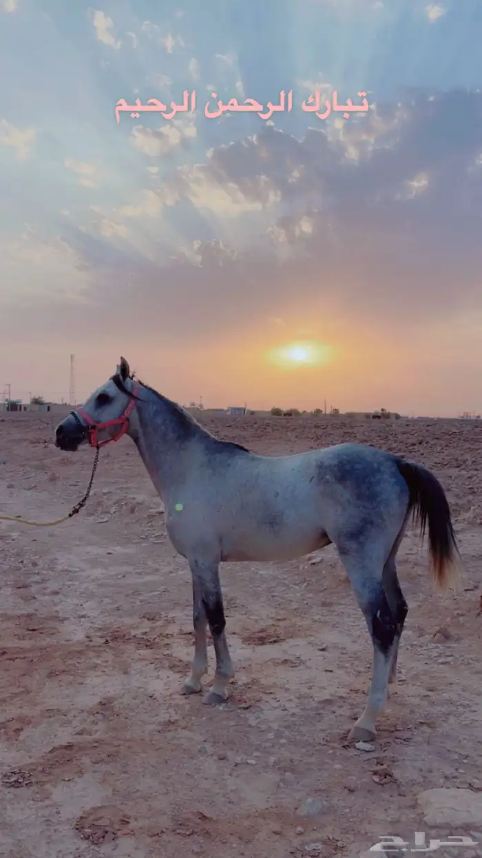 حصان شيخ للبيع 0