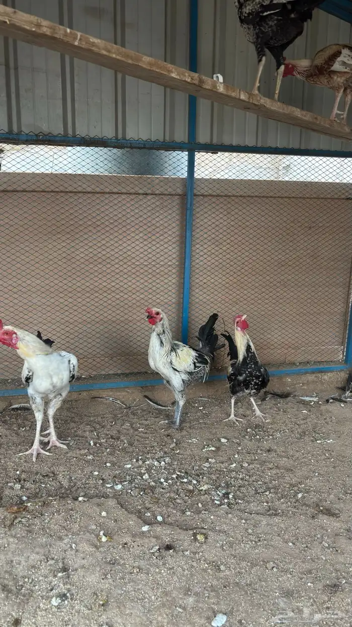 ديوك بلديه 6