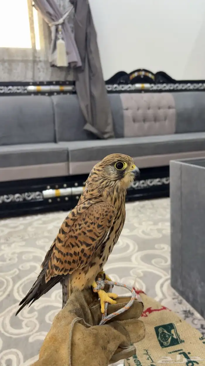 حمام باكستاني 0