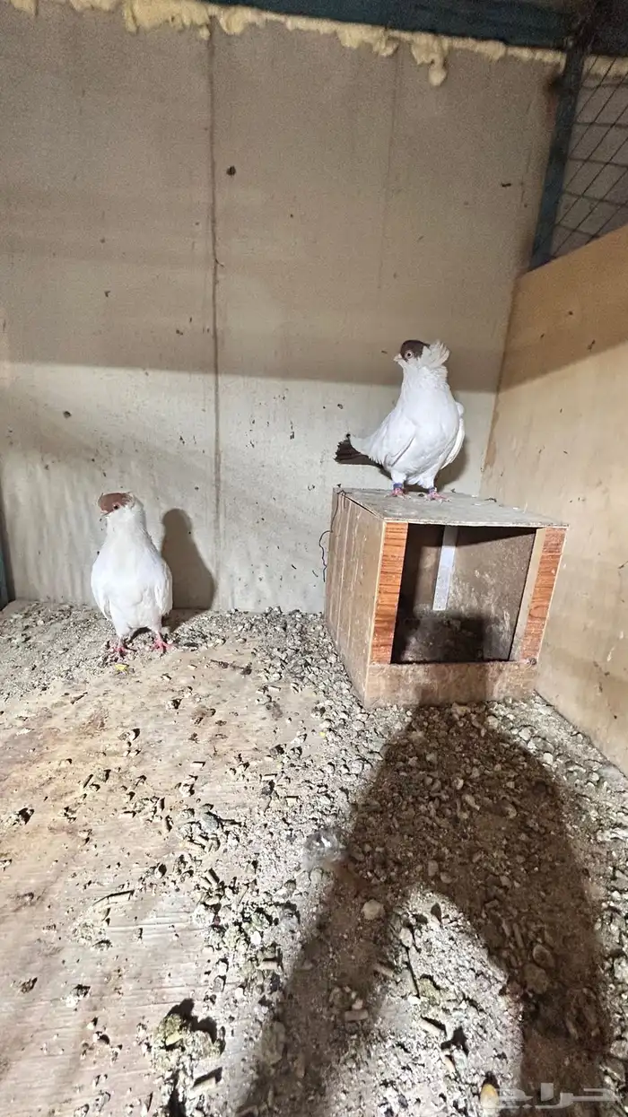 زوج حمام هلمت الذكر اصفر والانثى الاحمر متجه 2