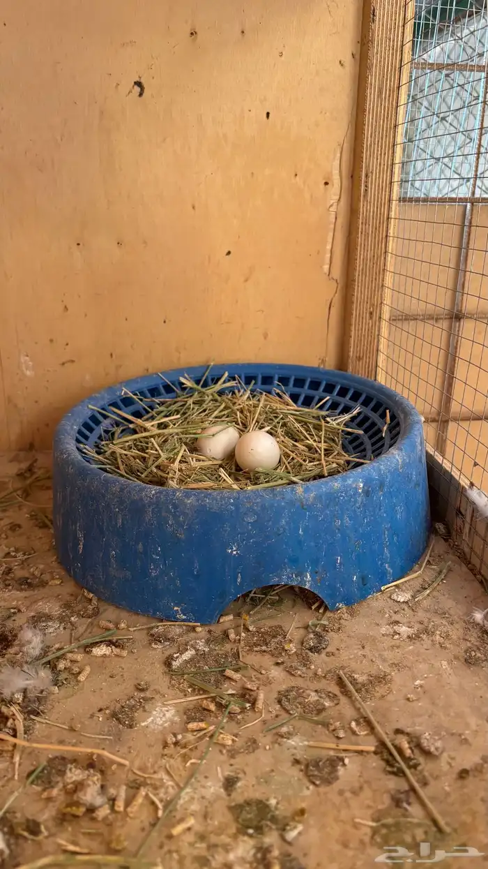 3 اجواز حمام بغدادي وقطيفي وشامي. 7