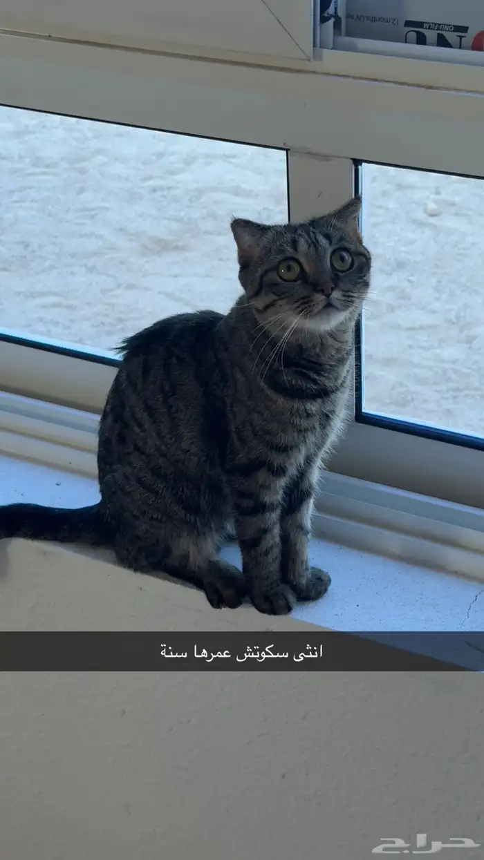 سكوتش للبيع 1