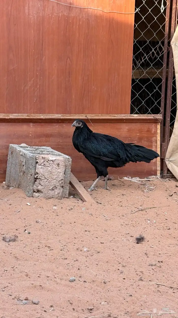 دجاجه بكستاني سندس 3