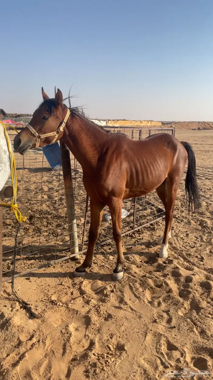 حصان شعبي هادي و يصلح للمبتدئين 0