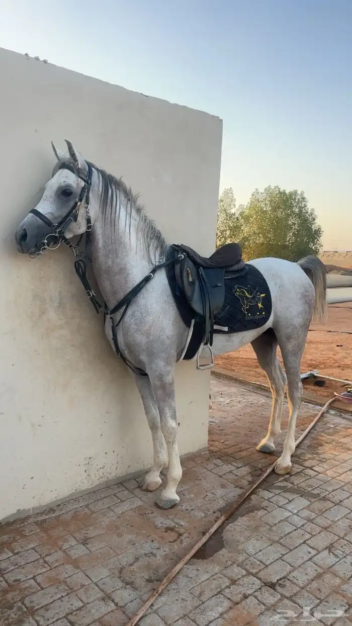 حصان عربي واهو 0