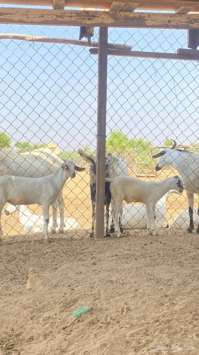 اثنين تيوس مشاريع 6