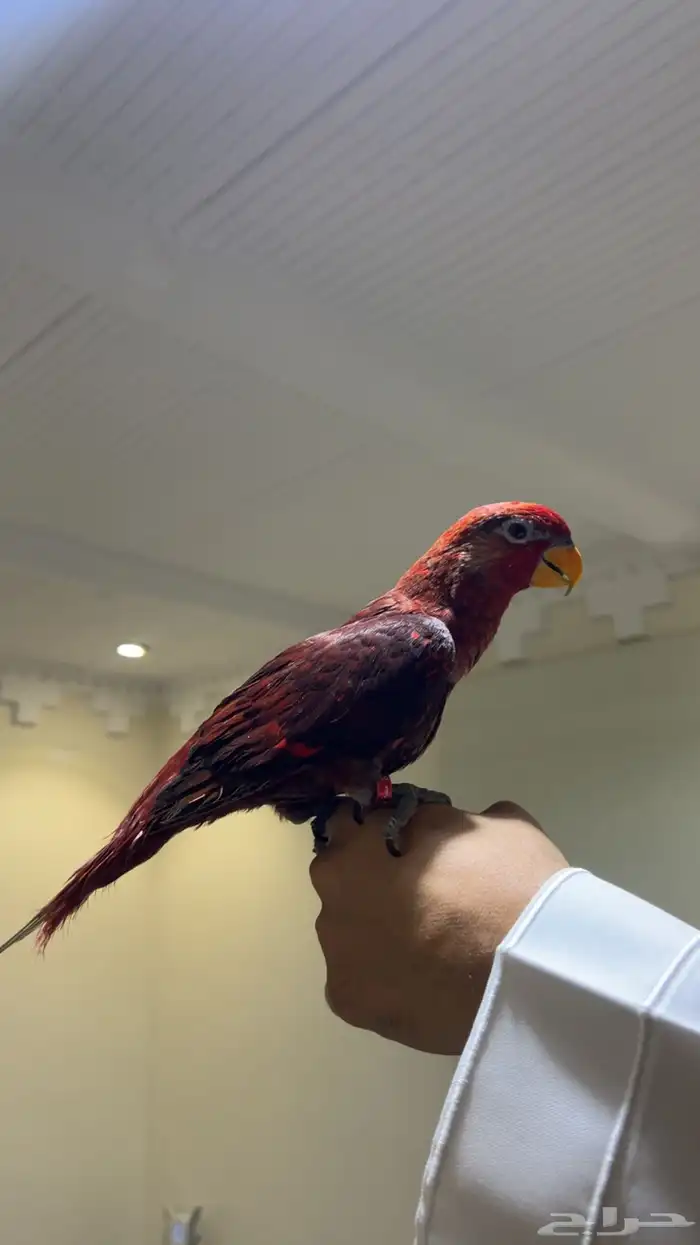 لوري كاردينال 0