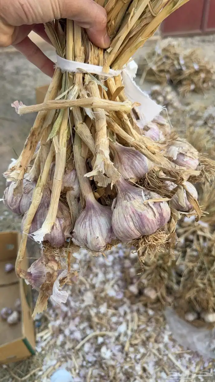 ثوم بلدي نضيف شرط حبة كبيرة 1