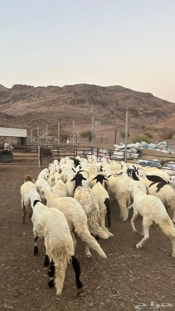 طليان سواكن شبيه الحرب مرابى جادعان مرابى 25