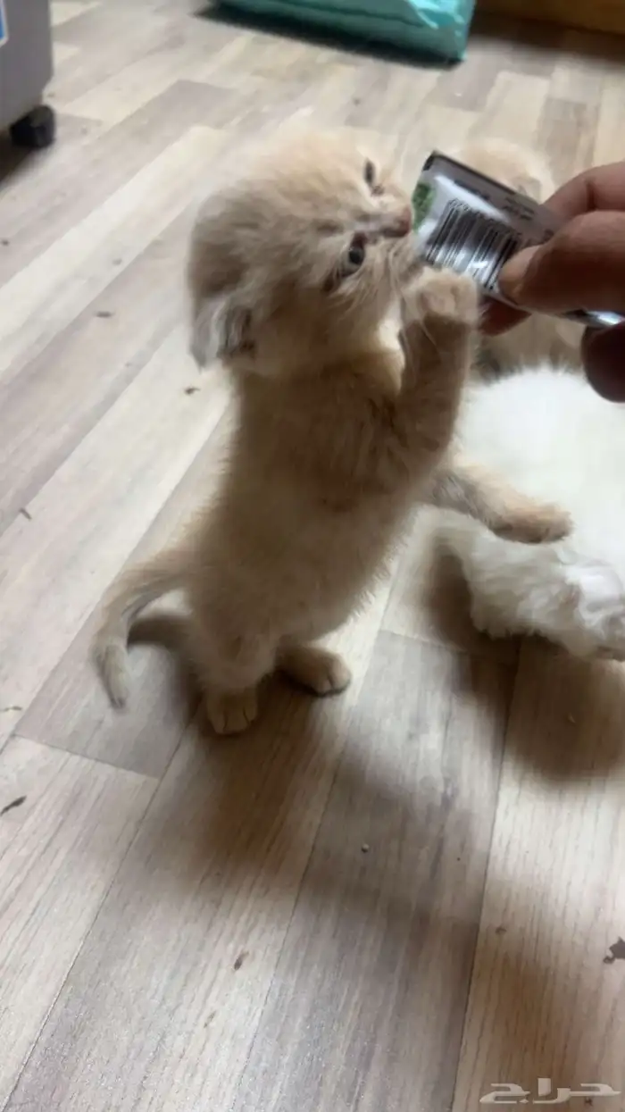 كتن سكوتش للبيع 1