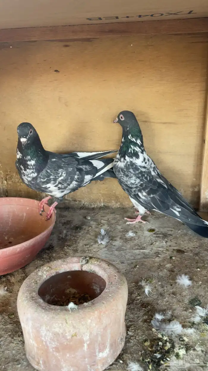 حمام بكستاني للبيع 5