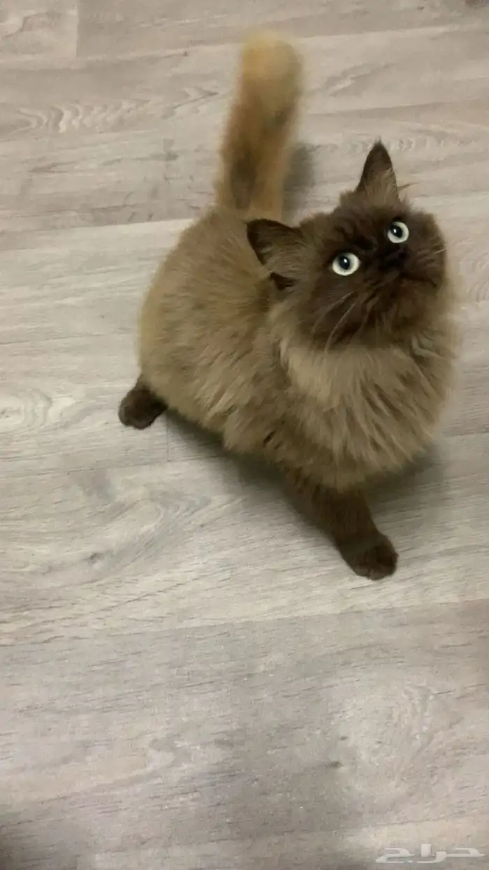 قطه هملايا 0