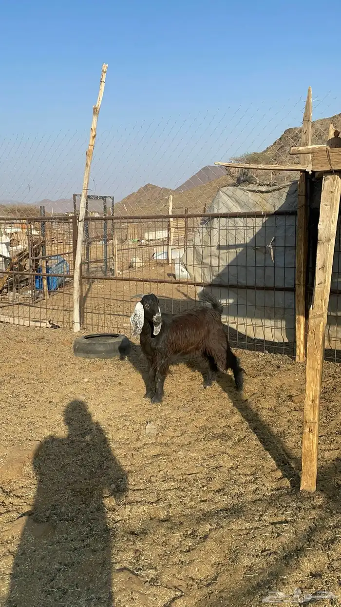 جفره عارضيه طيبه بالحيل(تم البيع) 2