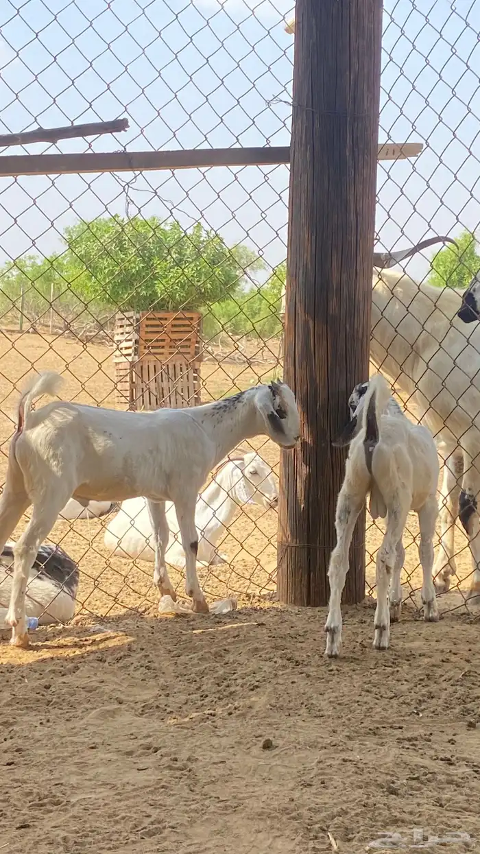 اثنين تيوس مشاريع 2