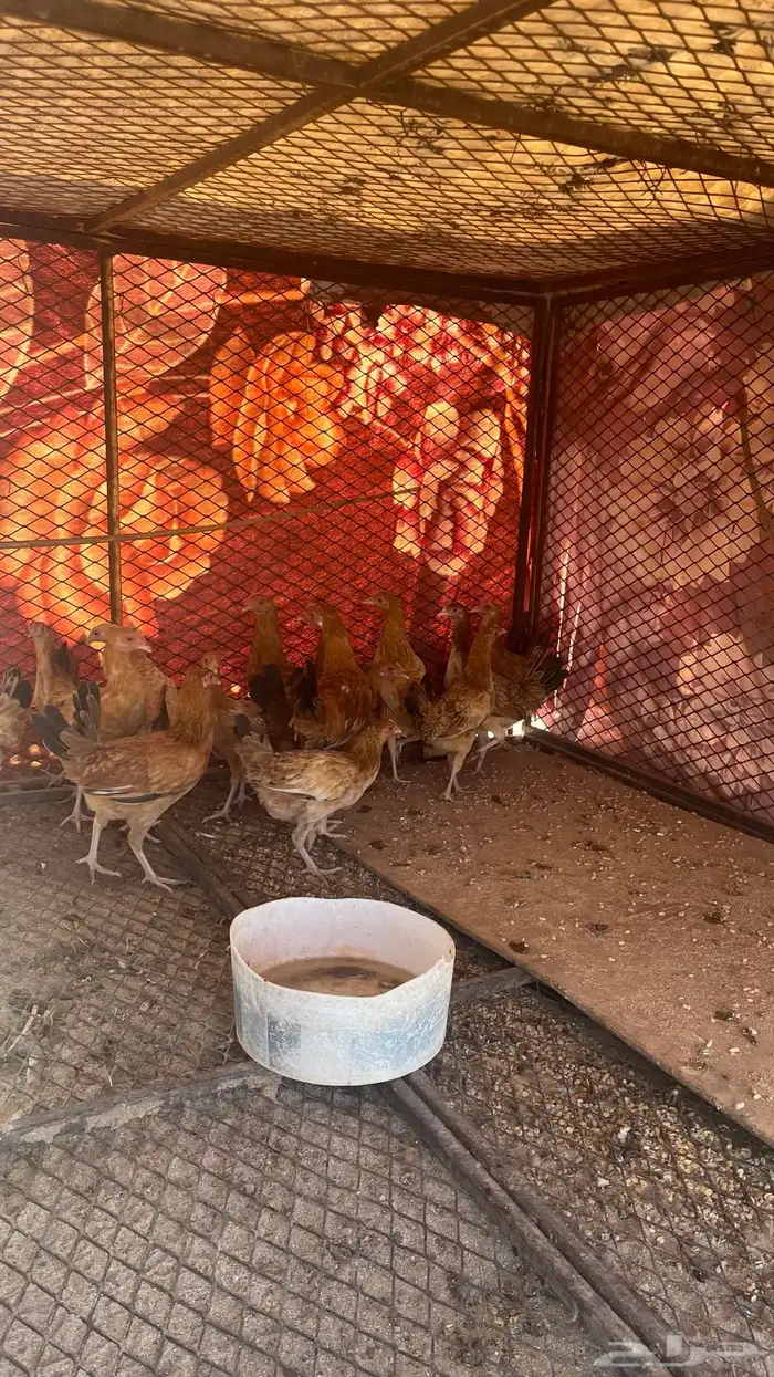 دجاج فراريج بلدي للبيع شرط الصحه الموقع بيشه الثنيه 2