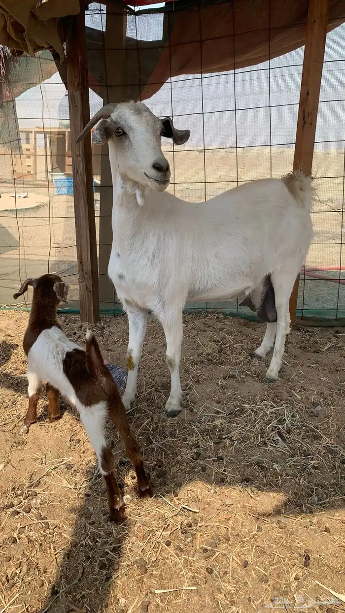 معزا بيشيات مراح واحد دفيع و ولد 12