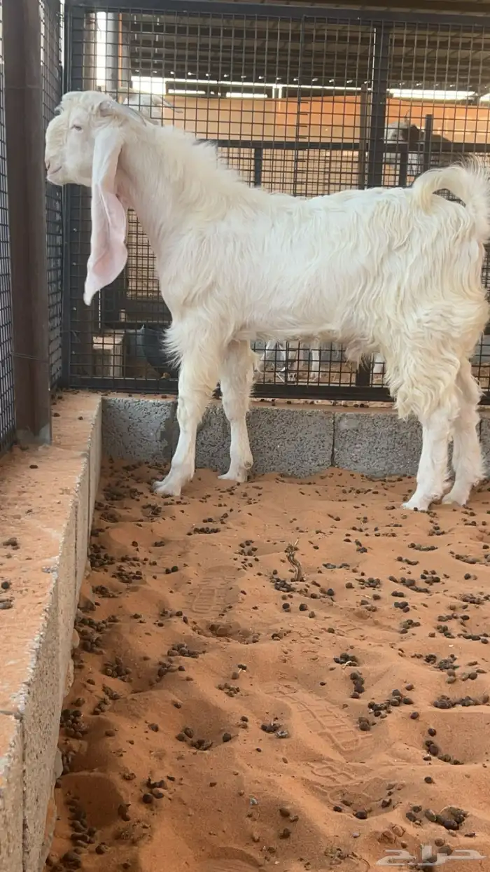 ماعز تيس مطور 0