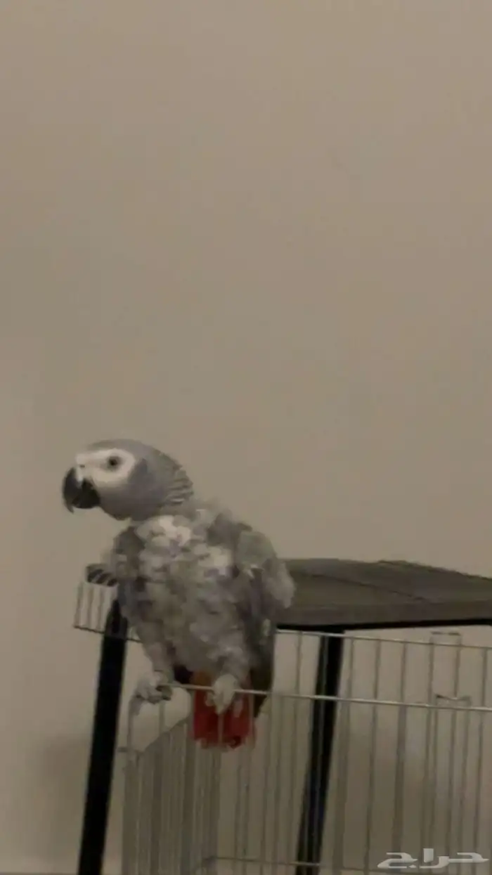 كاسكو انثى اليفه متكلمه 1