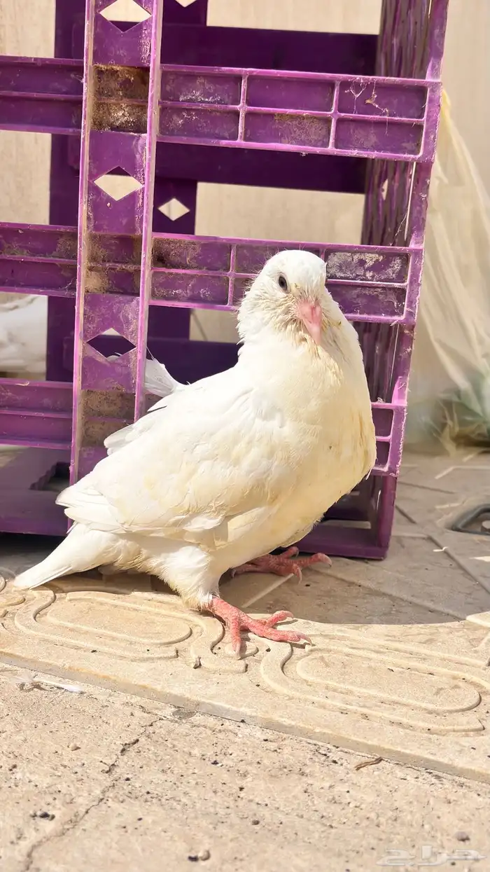 زغاليل فرنسي مذبوح 0