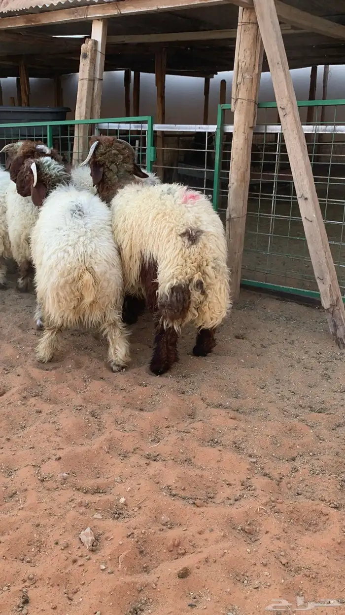 16 خروف صافي جذعان فل 3