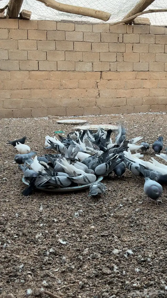 حمام زاجل وفرنسي 4