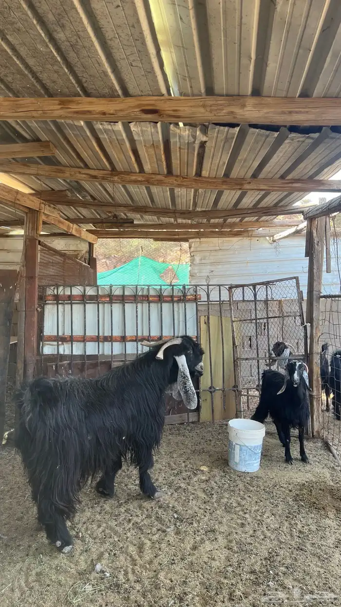 تيس فحل جرم ومد 0