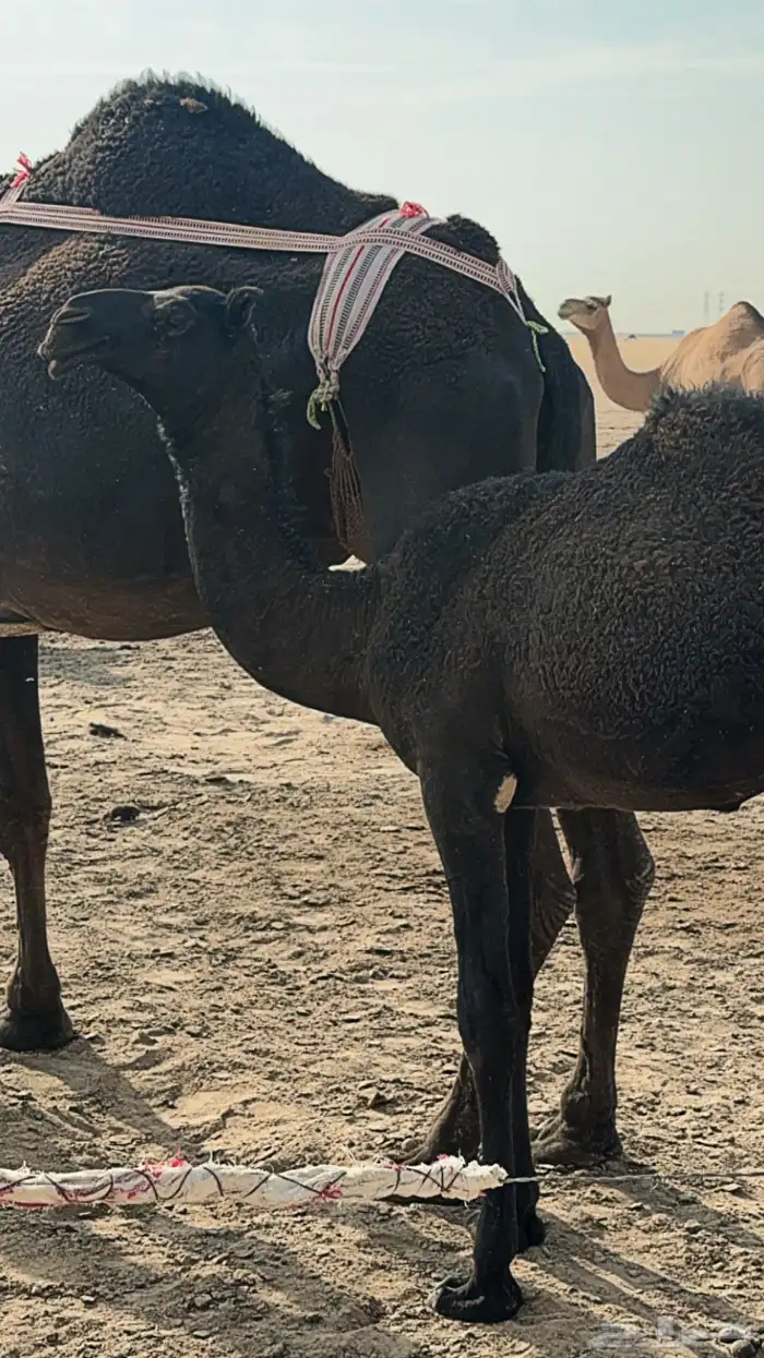 مفروده قيضيه طيبه على ولد فزاع 0